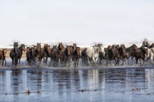 TERK EDİLMİŞLİĞİN HÜZNÜ, YILKI ATLARI