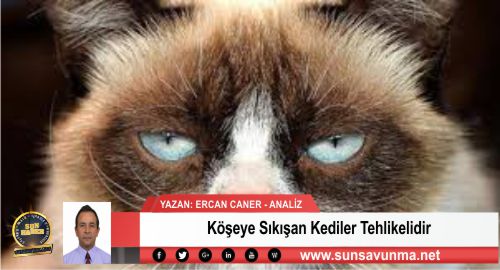 Köşeye Sıkışan Kediler Tehlikelidir