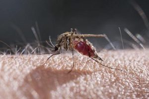 Sivrisineklere Dikkat!