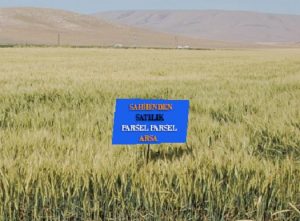 Eski ve Yeni Destanlar