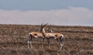 SERENGETİ’DE BİZİM ÇOCUKLAR, TANZANYA