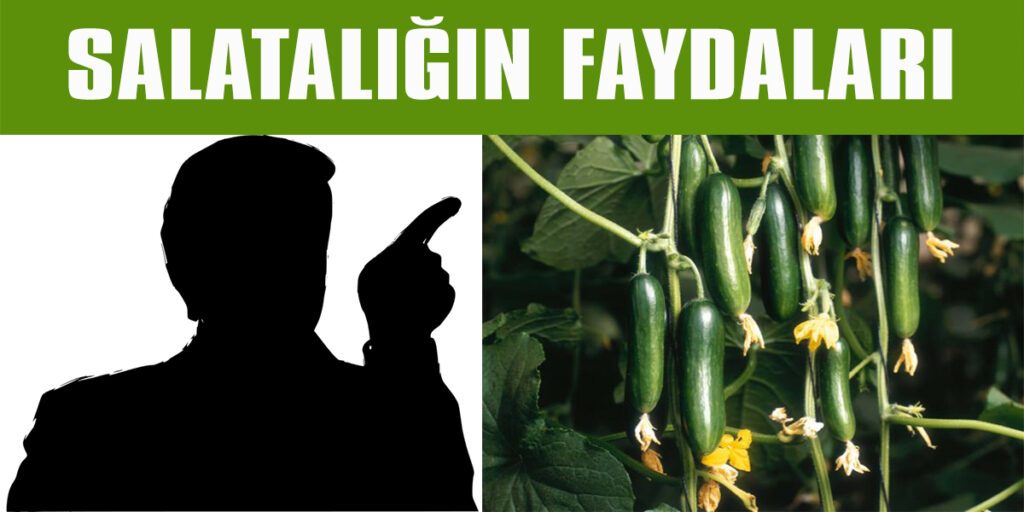 Salatalığın Faydaları