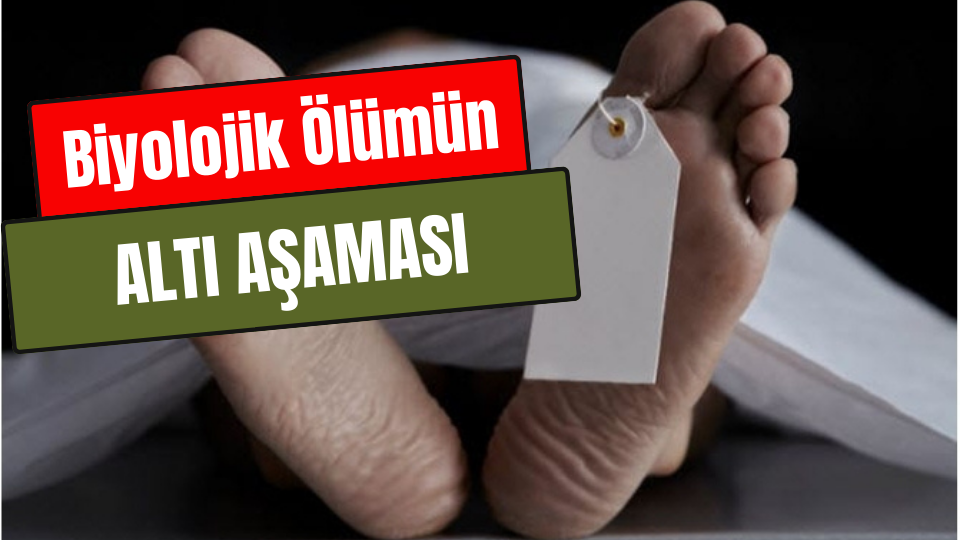 Biyolojik Ölümün Altı Aşaması