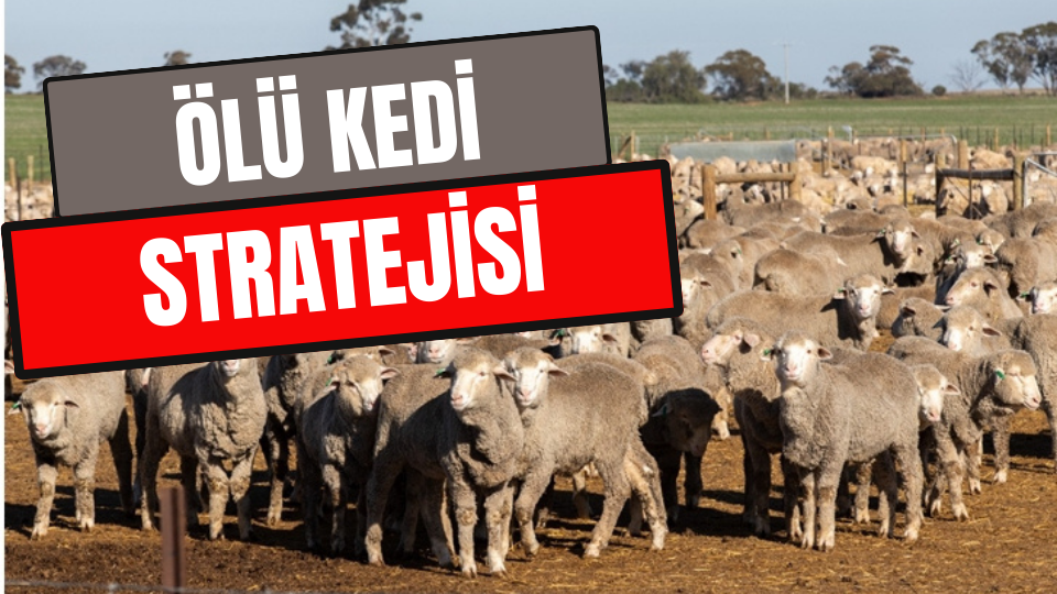 ÖLÜ KEDİ STRATEJİSİ