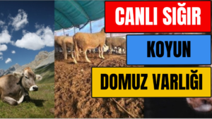 CANLI SIĞIR & KOYUN & DOMUZ VARLIĞI