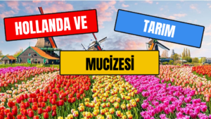 Hollanda ve Tarım Mucizesi