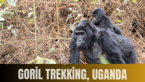 GORİL TREKKİNG, UGANDA
