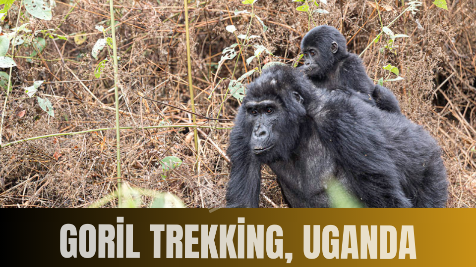 GORİL TREKKİNG, UGANDA