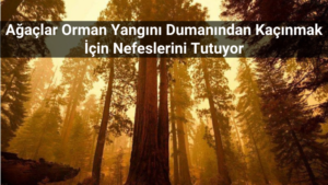 Ağaçlar Orman Yangını Dumanından Kaçınmak İçin Nefeslerini Tutuyor