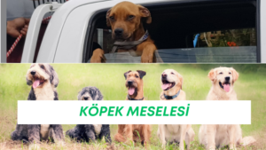 KÖPEK MESELESİ
