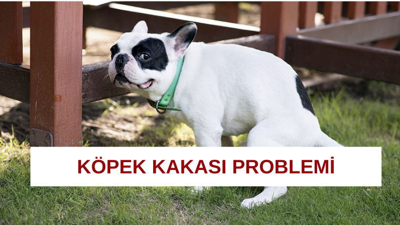 KÖPEK KAKASI PROBLEMİ