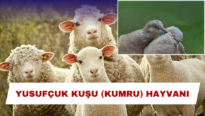YUSUFÇUK KUŞU (KUMRU) HAYVANI